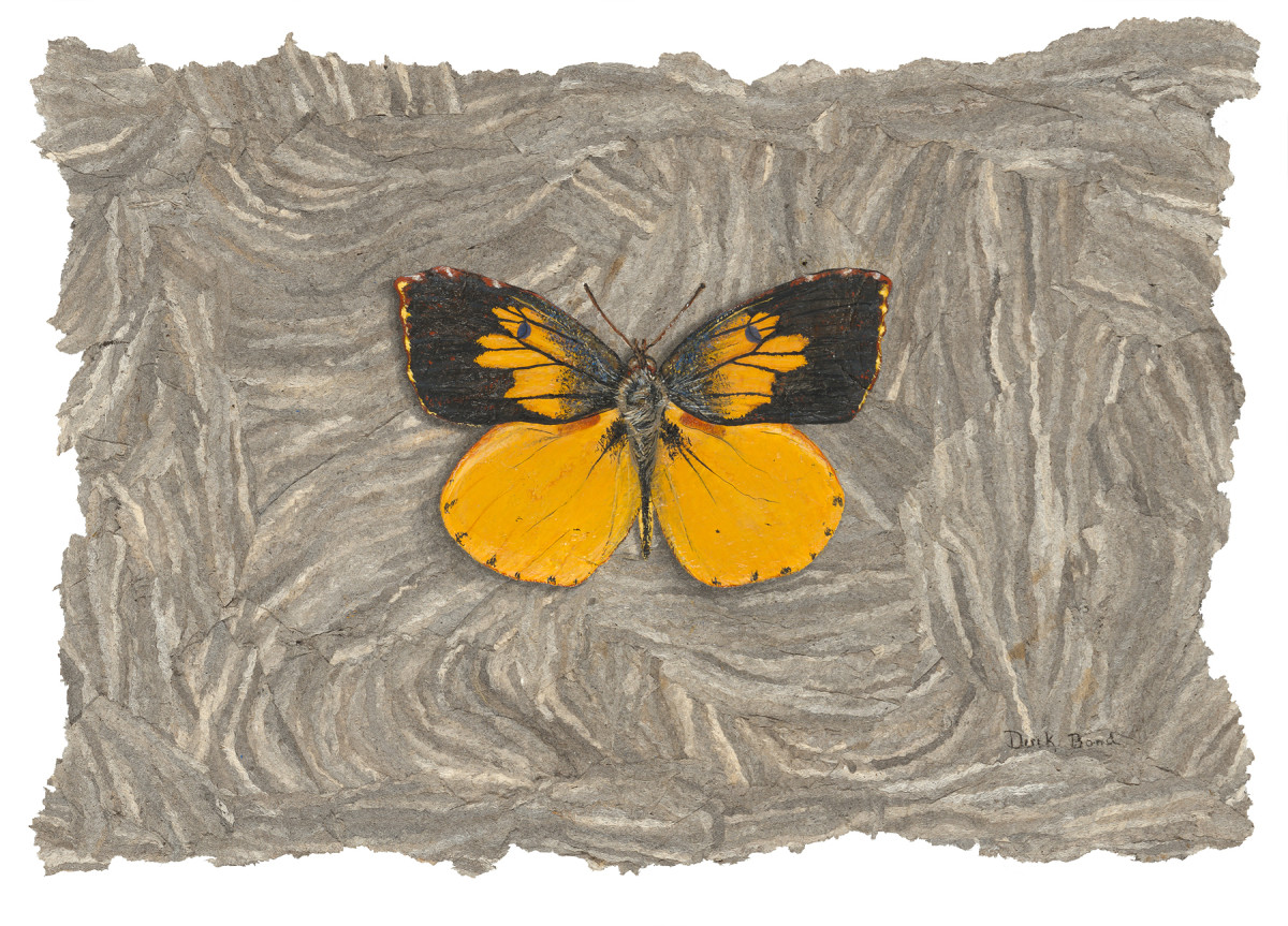 California Dogface Butterfly by Derek Bond, Limited Edition print from original egg tempera painting on hornet paper.