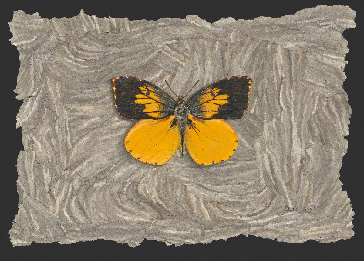 Derek Bond, California Dogface Butterfly, egg tempera on hornet nest paper, 2009