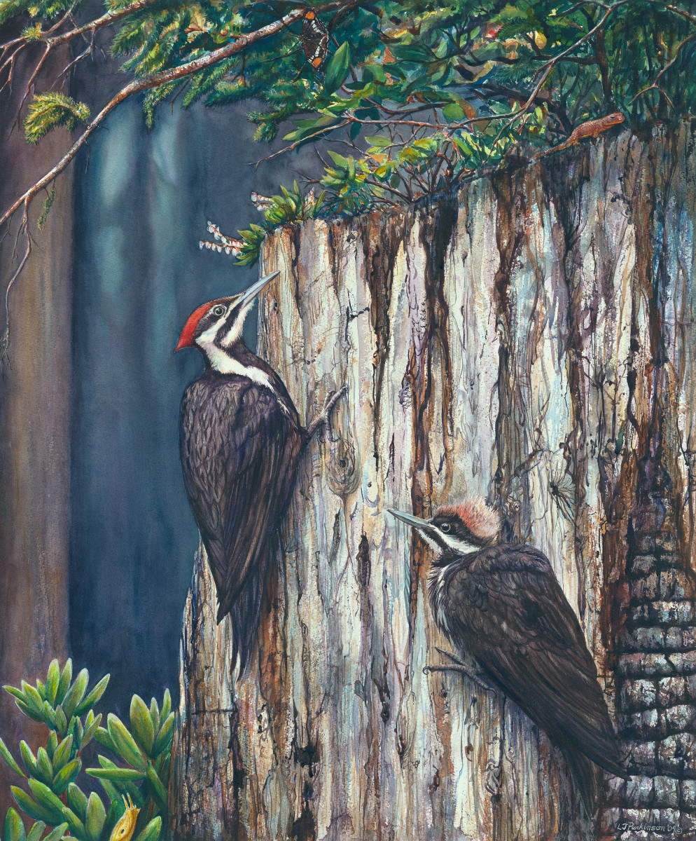 Linda Parkinson, Pileated Woodpeckers, Limited Edition print from original watercolor.